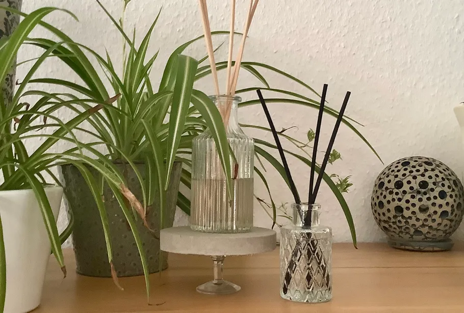 Houseplants and reed diffusers on wooden shelf.