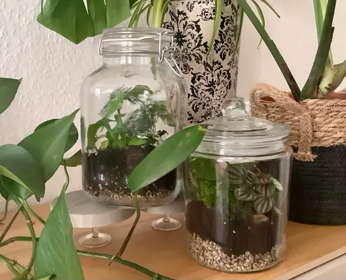 Two glass jars with plants on a shelf.