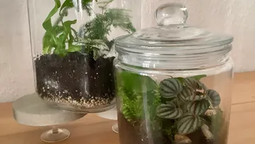 Glasgefäße mit Pflanzen auf Holzoberfläche.