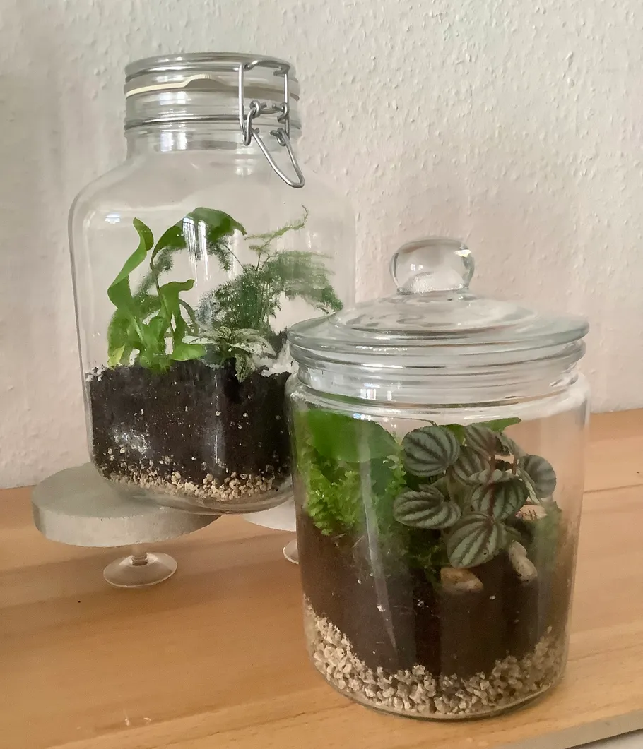 Glasgefäße mit Pflanzen auf Holzoberfläche.