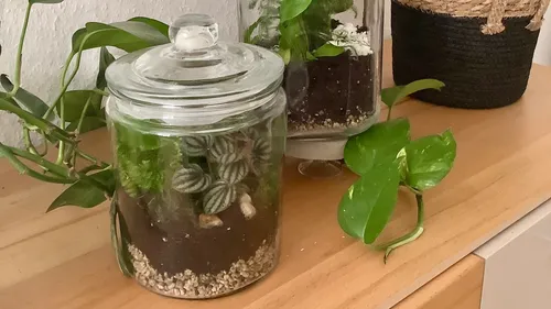 Glasgefäße mit Pflanzen auf Holzoberfläche.