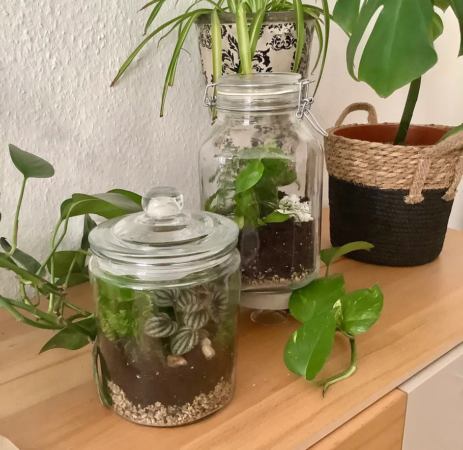 Glasgefäße mit Pflanzen auf Holzoberfläche.