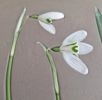 Zwei weiße Schneeglöckchen auf grauem Hintergrund.