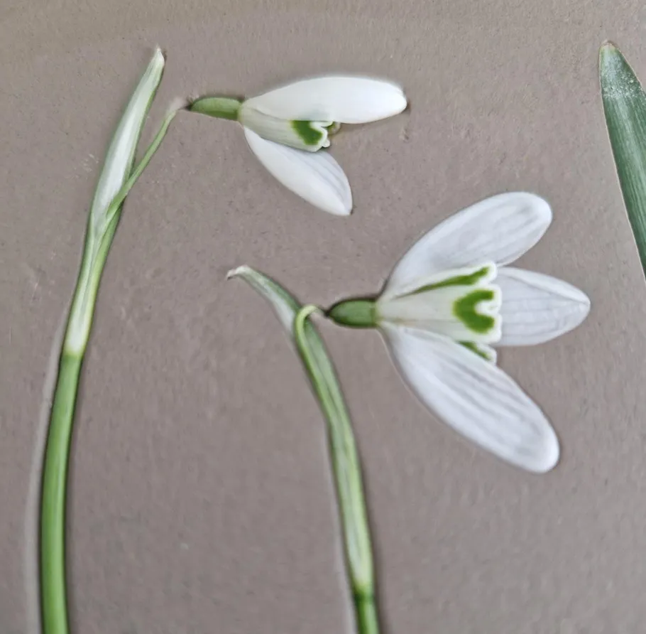 Two white snowdrop flowers on grey background.