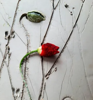 Red poppy emerging from cracked surface.