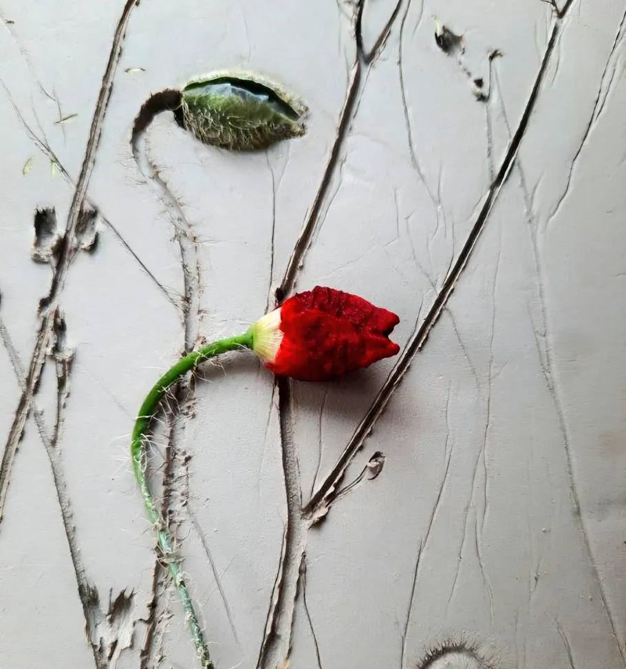 Roter Mohn aus rissiger Oberfläche herausragend.