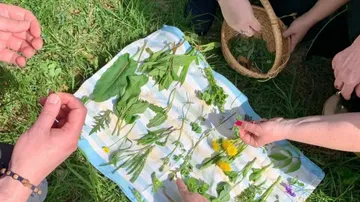 People sorting herbs on a cloth outdoors.