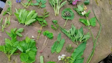 Variety of leaves and herbs on a stone slab.