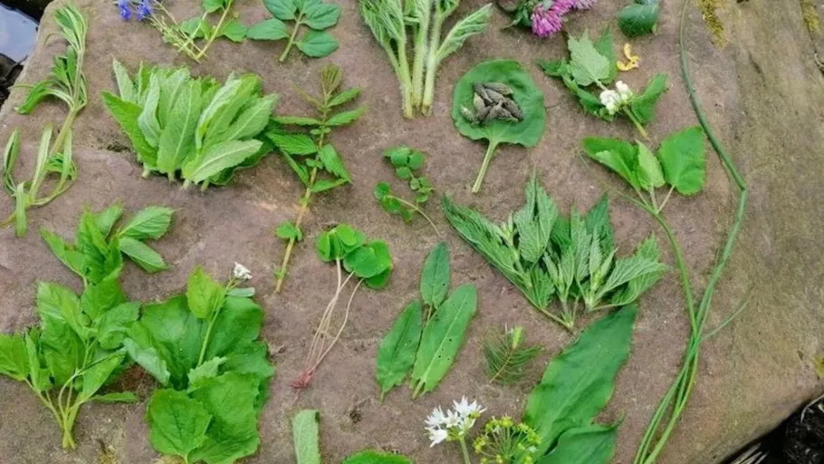 Variety of leaves and herbs on a stone slab.