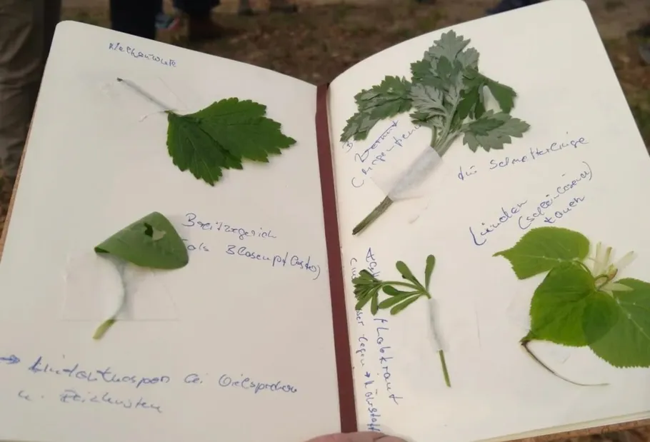 Open notebook with taped plant leaves.