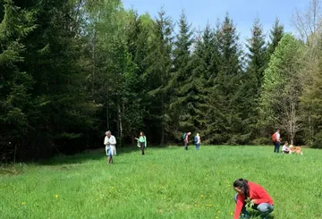 People picking herbs in a forest meadow.