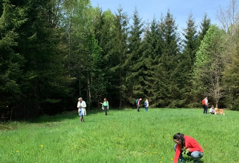 Menschen sammeln Kräuter auf einer Waldwiese.
