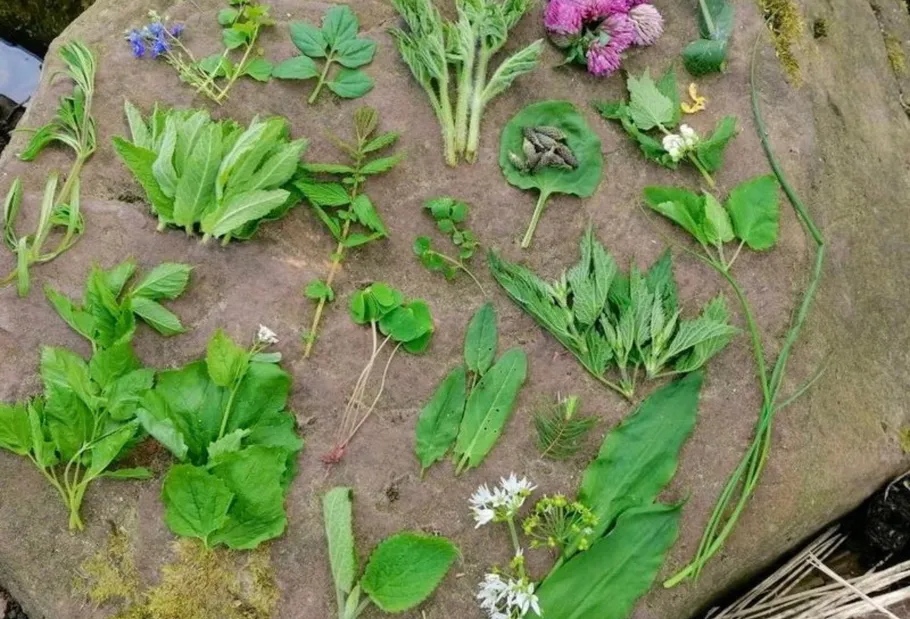 Various herbs arranged on a flat stone surface.