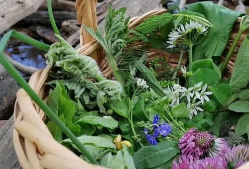 Basket filled with foraged wild herbs outdoors.