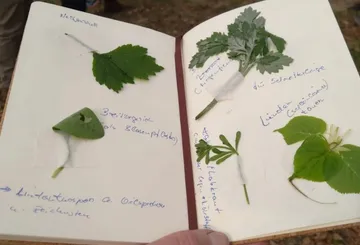 Blätter in Notizbuch mit handschriftlichen Notizen eingeklebt.