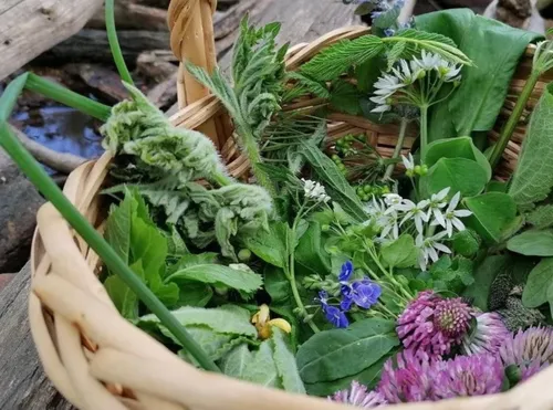 Basket with various fresh herbs outdoors.