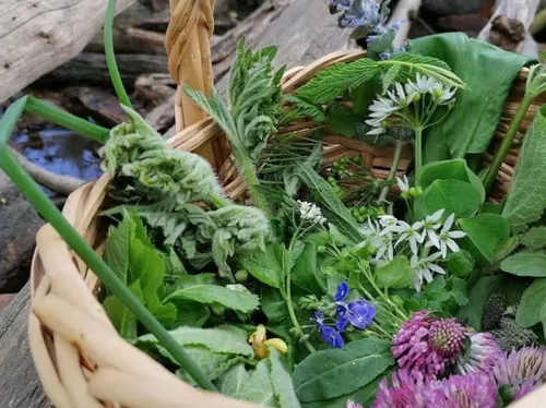 Basket of various fresh herbs outdoors.