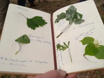 Notebook with pressed leaves and handwritten notes.