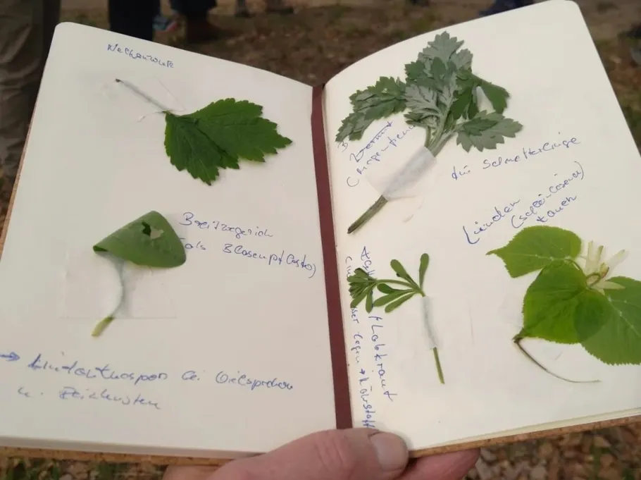 Notebook with pressed leaves and handwritten notes.