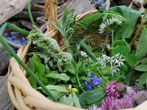 Basket with assorted wild herbs and flowers outdoors.