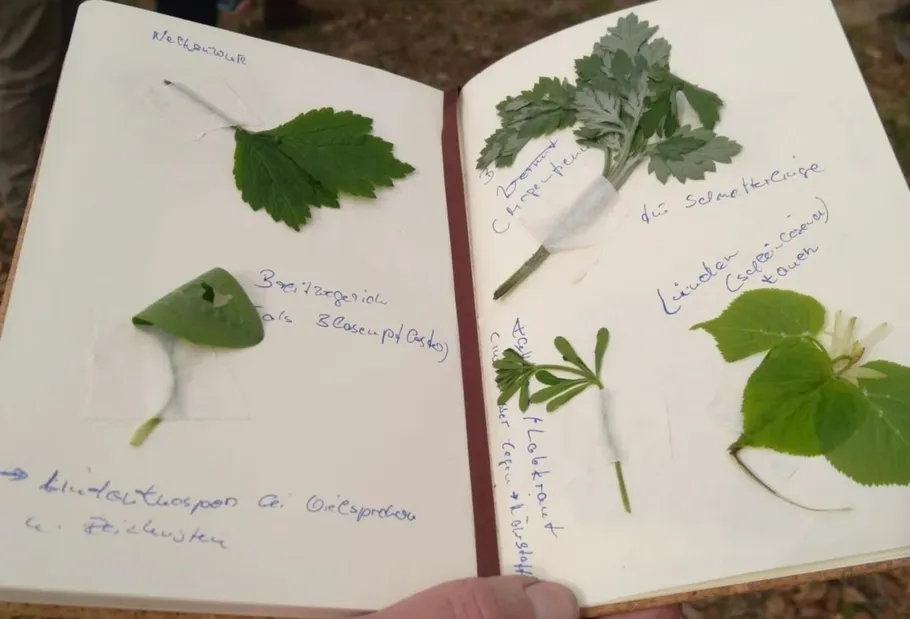 Offenes Notizbuch mit angeklebten Pflanzenblättern.