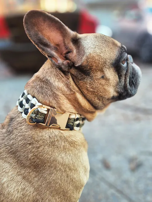 Französische Bulldogge mit Zierhalsband im Freien.