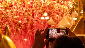 Person fotografiert pinke Blumen mit Smartphone drinnen.