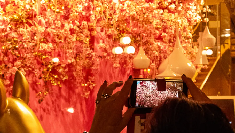 Person photographing pink flowers with smartphone indoors.