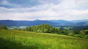 Grünes Feld mit Bäumen und fernen Bergen.