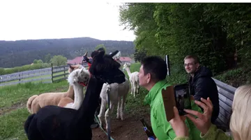 People photographing alpacas in a rural setting.