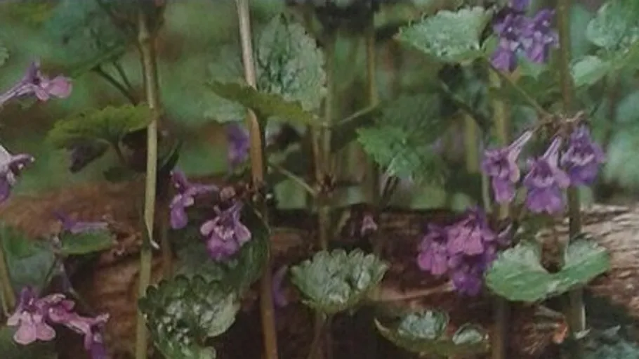 Seite zeigt Gundermann-Pflanze mit violetten Blüten.