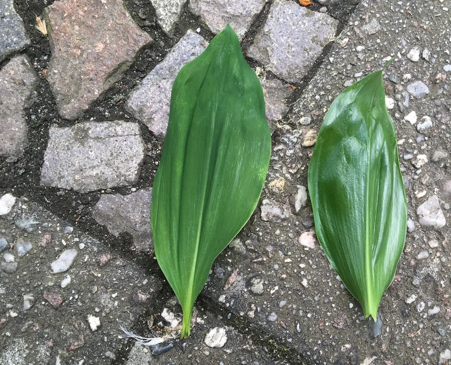Two green leaves on cobblestone pavement.