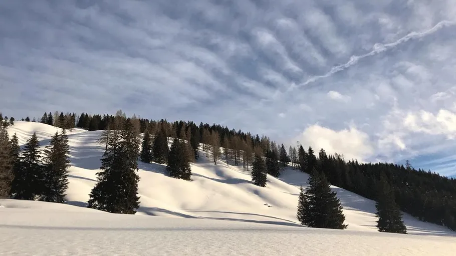 Snowy hills with pine trees, blue sky.