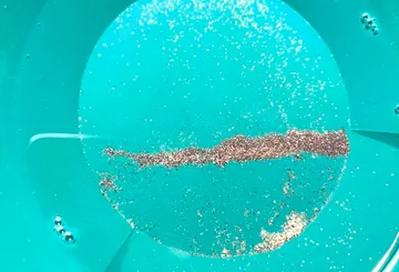 Gold flakes in a green panning dish.