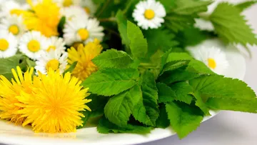 Löwenzahn und Gänseblümchen auf weißem Teller.