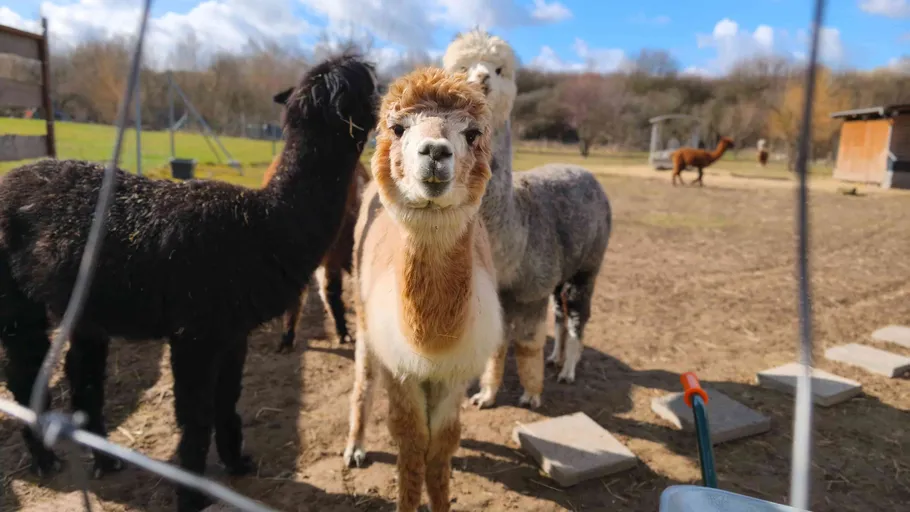 Llamas standing in a sunny, enclosed field.