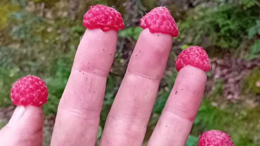 Raspberries on fingertips outdoors.