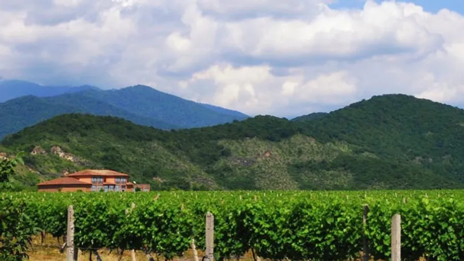Vineyard with mountains and clouds in background.