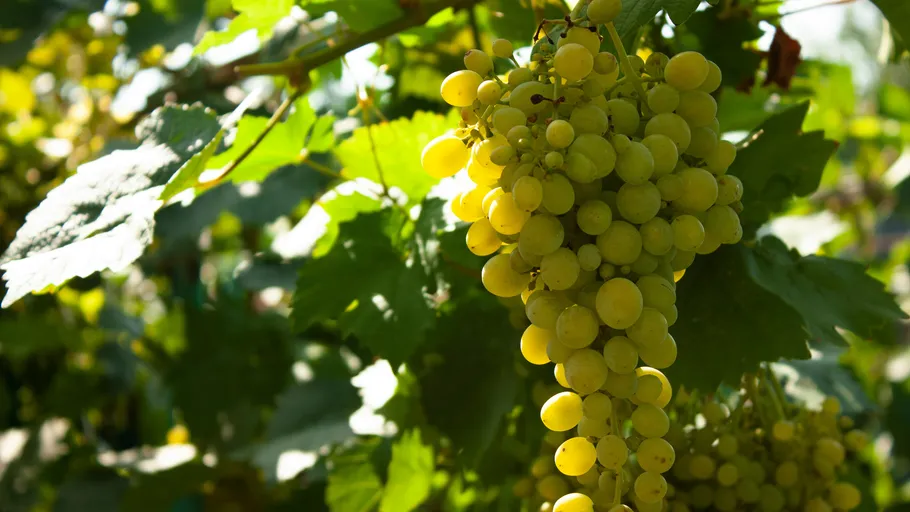 Grapes hanging from vine in sunlight.