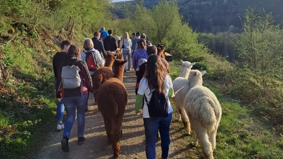 Gruppe spaziert mit Alpakas auf Waldweg.