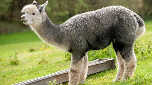 Alpaka steht auf Grasfeld, schaut aufmerksam.