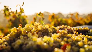 Grapes harvested in sunny vineyard.