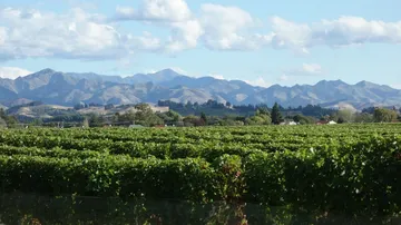 Vineyard under cloudy sky with mountain backdrop.