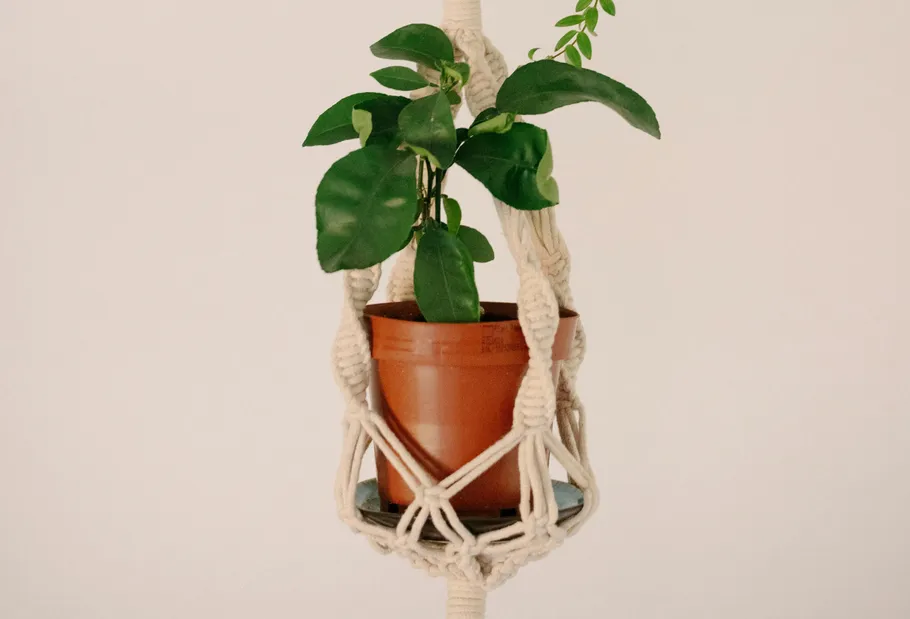 Potted plant in macramé hanger, plain background.