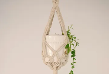 Hängende Pflanze in weißem Makramee-Halter.