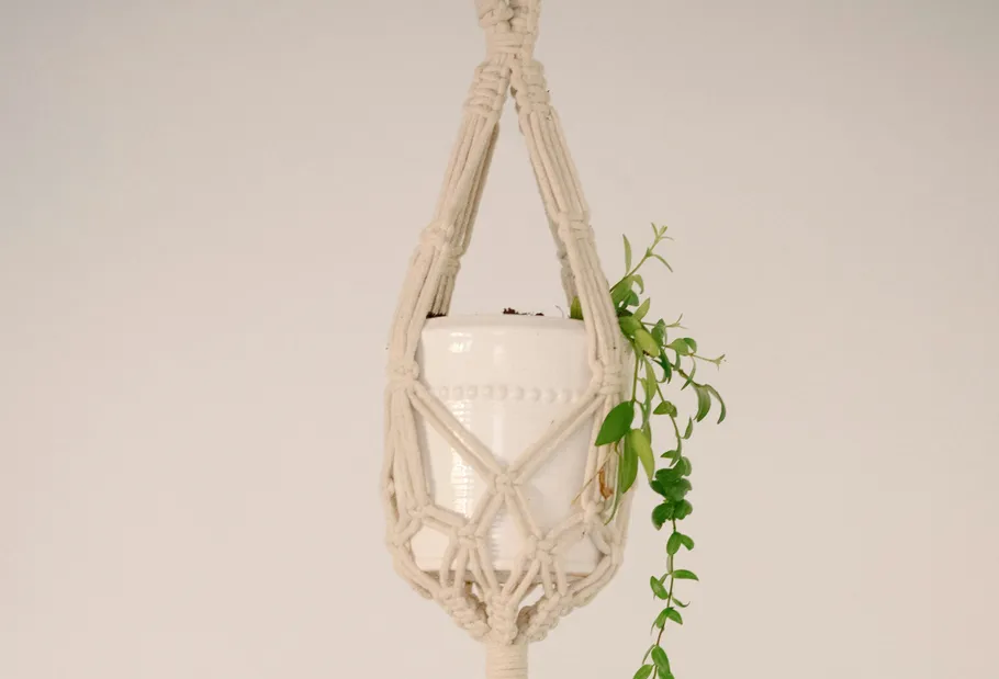 Hanging plant in white macramé holder.