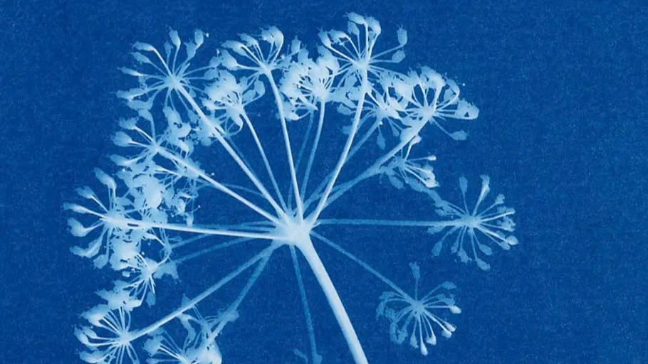 White dandelion silhouette on blue background.