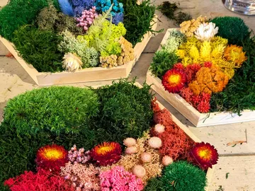 Bunte konservierte Moose und Blumen in sechseckigen Rahmen.