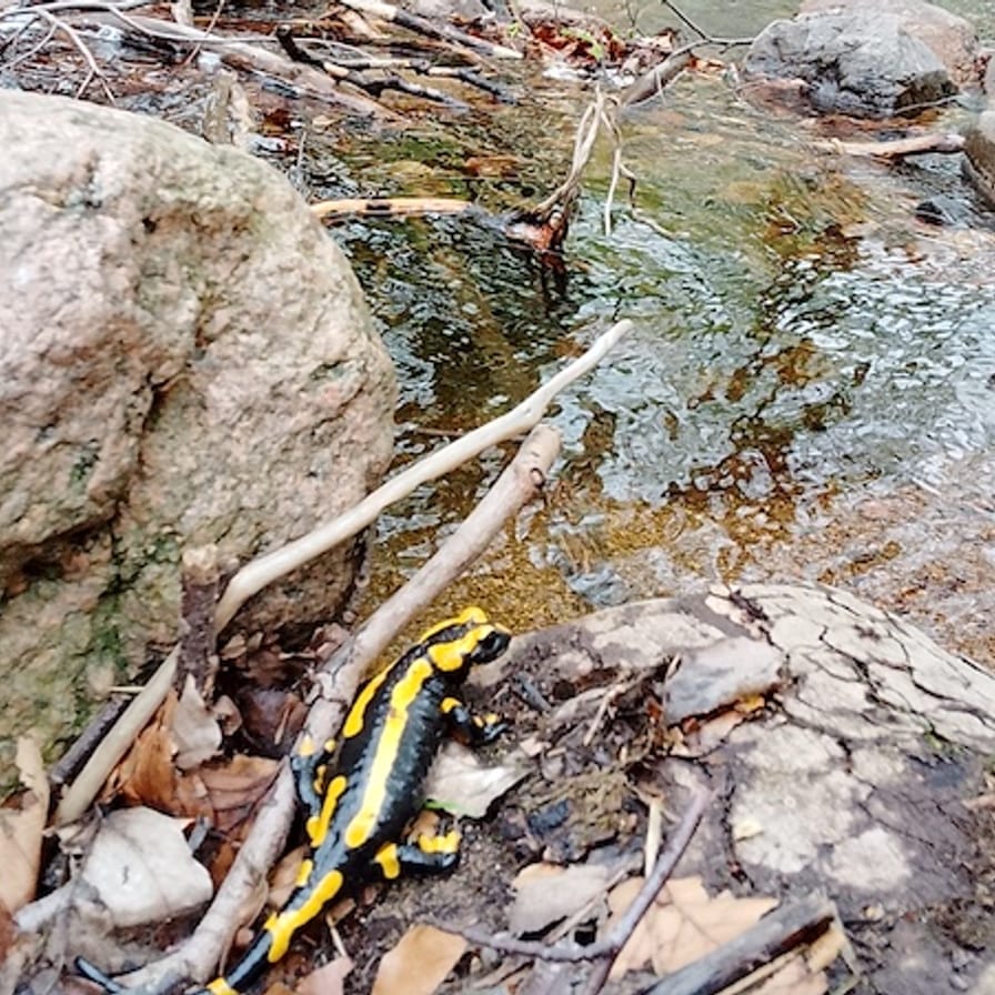 Märchenhaftes Waldbaden mit Schneewittchen im Harz