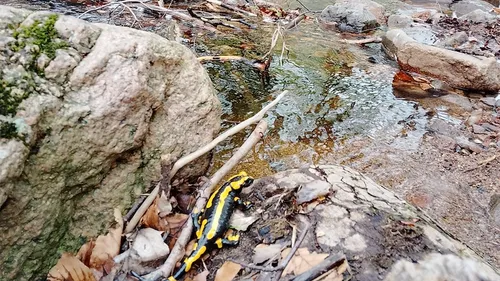 Salamander kriecht auf Felsen nahe Bach.